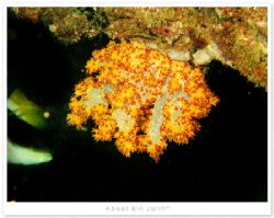 Musandam, Oman by Abeer Bin Jarsh 
